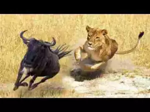 Video: Top 10 Most Deadly Animals in Africa (including Lions, Hippos, Hyenas, Elephants)